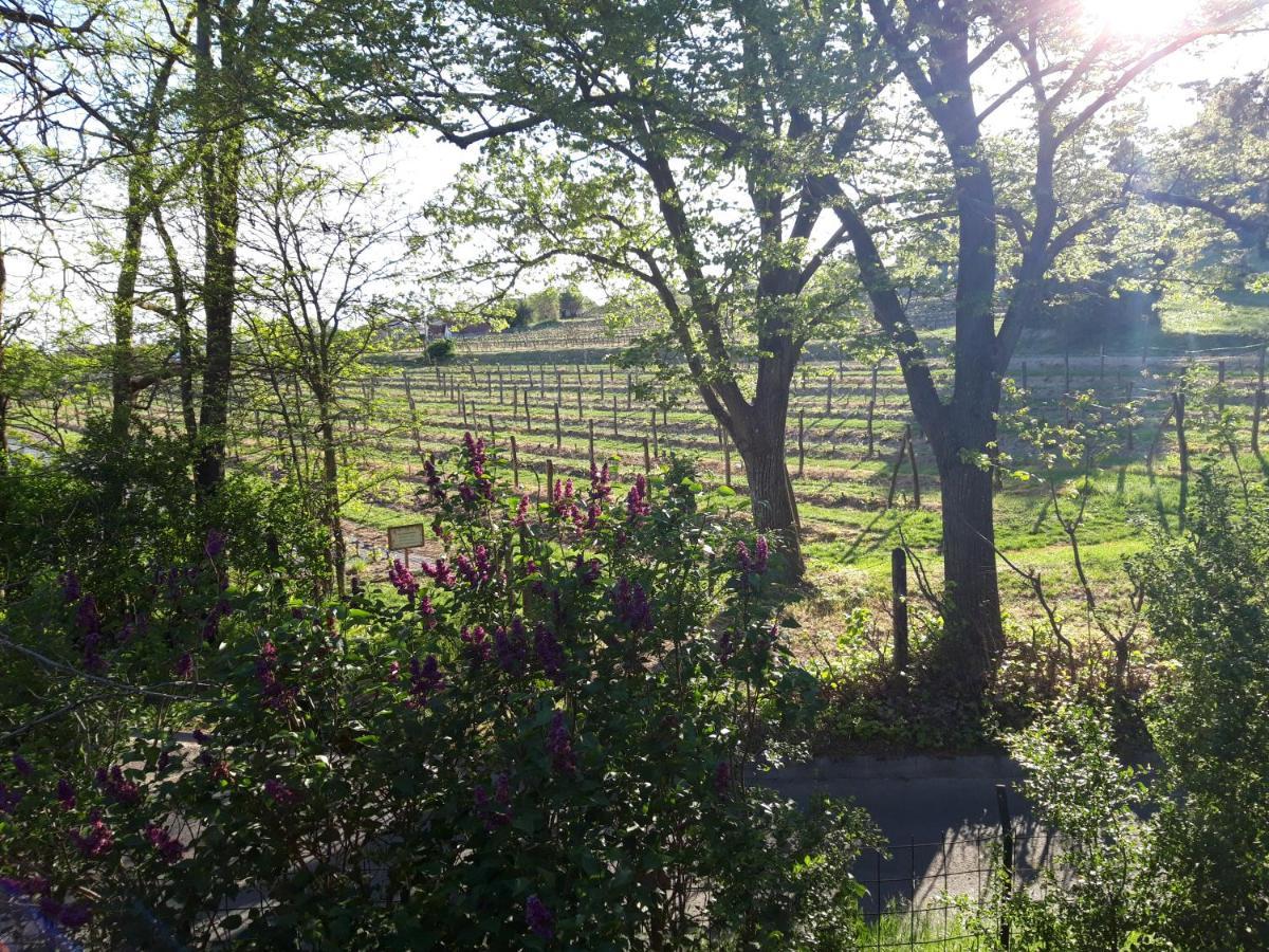 Pilikan Apartments - Park, Agroturism, Vineyard & Farm Cserszegtomaj Eksteriør billede