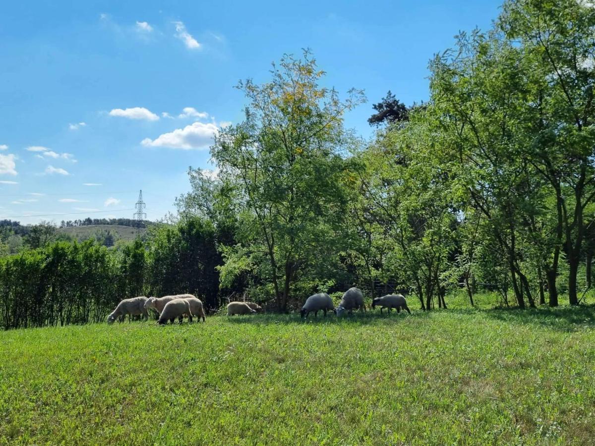Pilikan Apartments - Park, Agroturism, Vineyard & Farm Cserszegtomaj Eksteriør billede